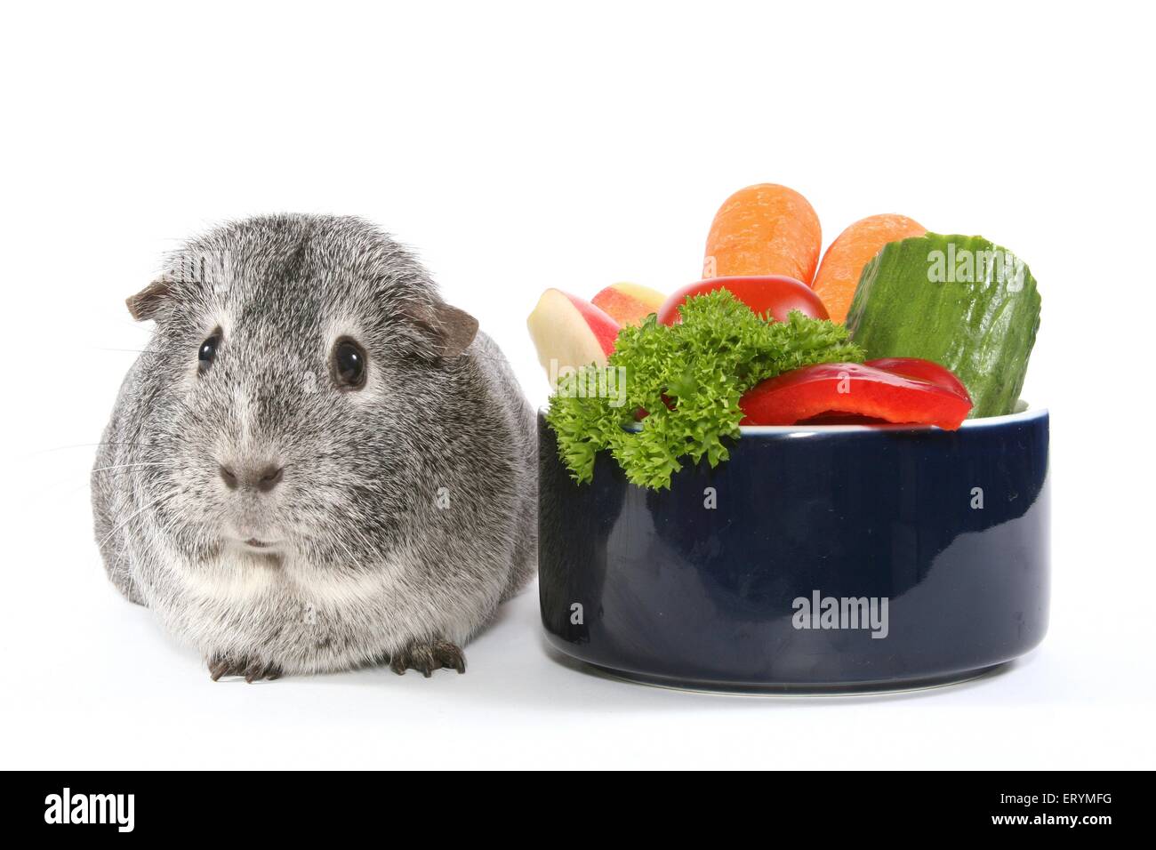 Guinea pig food bowl hot sale