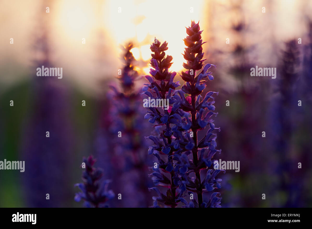 Dark woodland sage in sunset bokeh Stock Photo Alamy