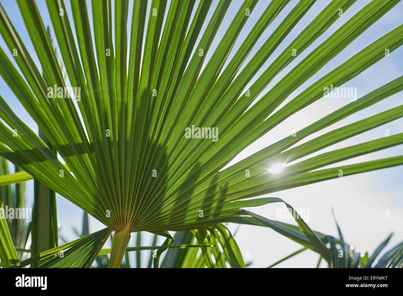 Palm leaf of a Trachycarpus fortunei with sun shining through Stock Photo