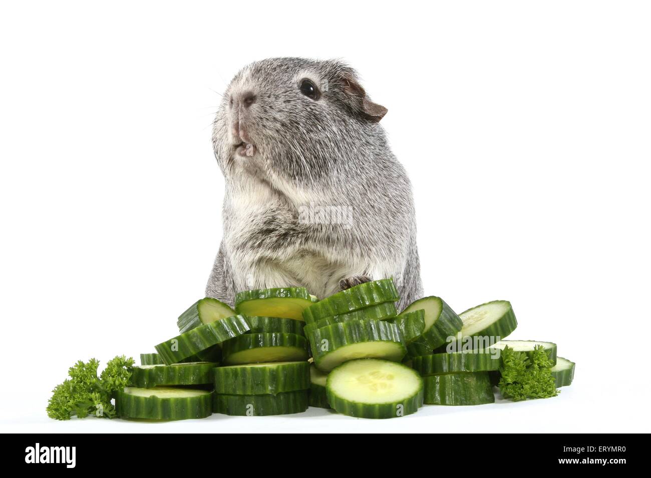 Picture of smooth-haired guinea pig with cucumber Stock Photo - Alamy