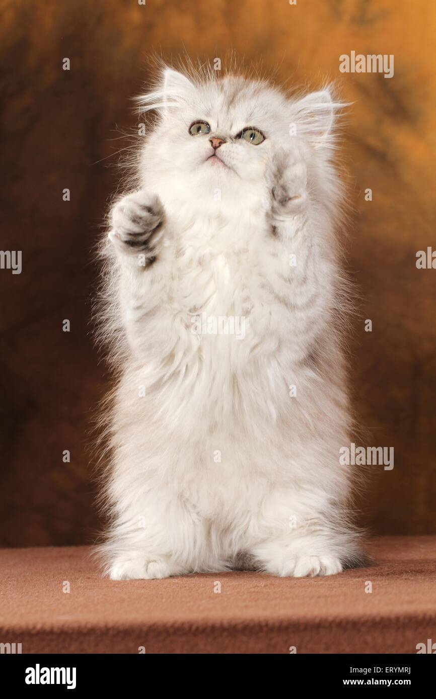 begging Persian Kitten Stock Photo
