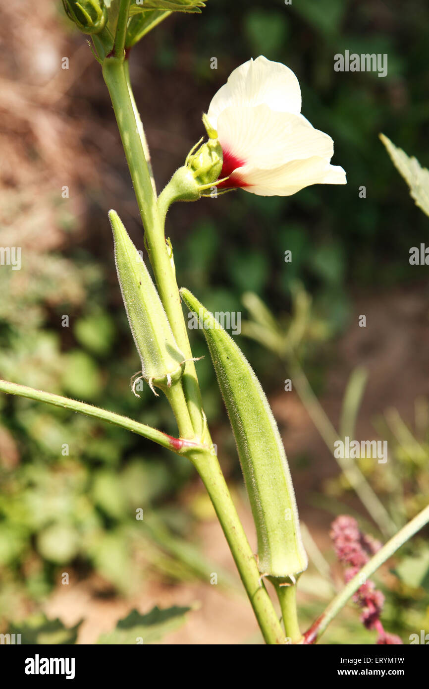 Vegetable ; bhindi ladies fingers okra abelmoschus esculentus hibiscus esculentus on plant Stock Photo