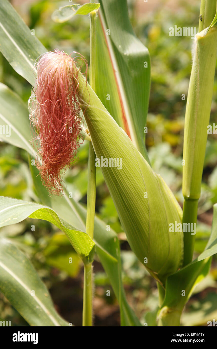 Maize corn zea mays plant Stock Photo
