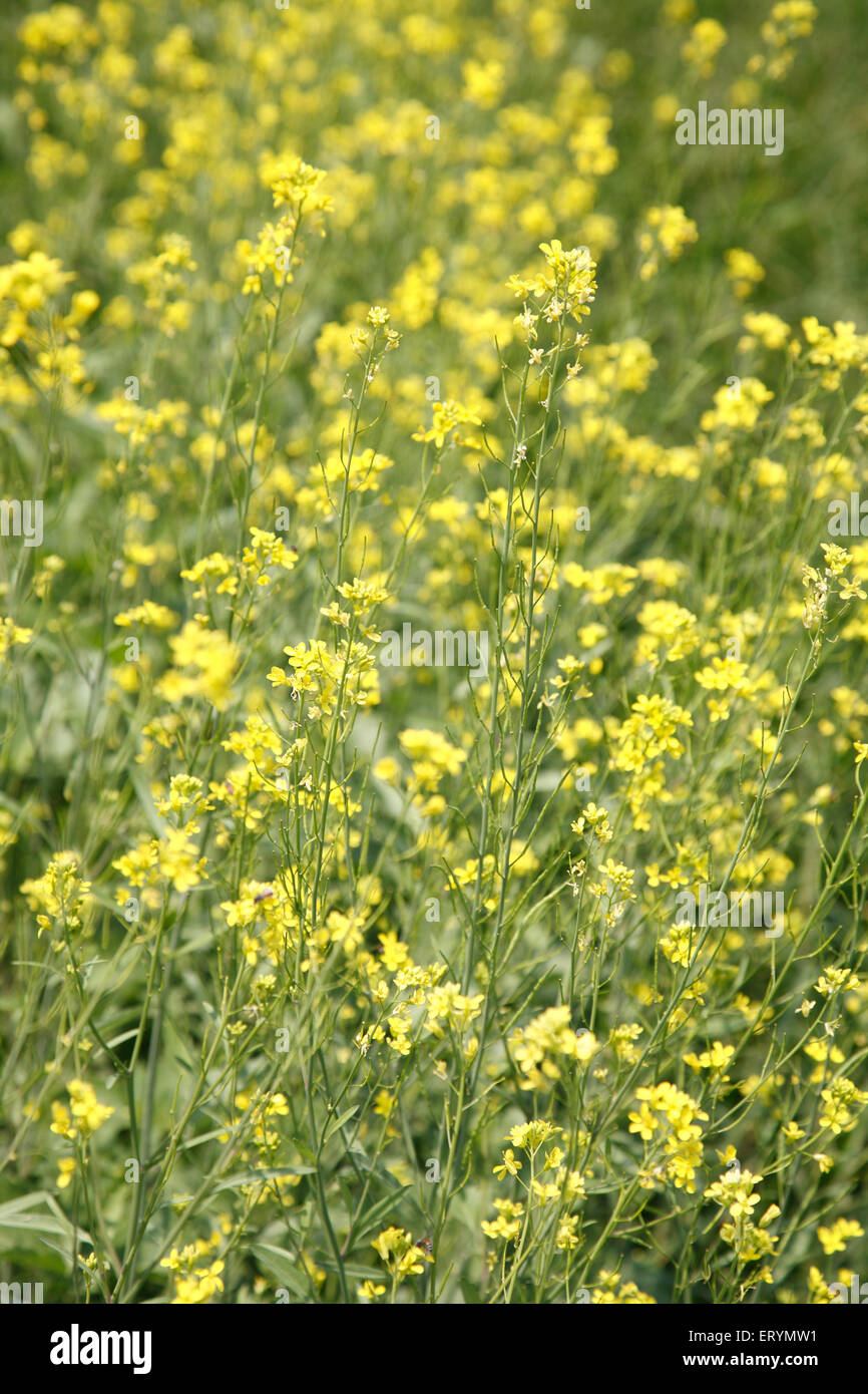 Mustard plant and flowers , brassica nigra , Sawantwadi ; Ratnagiri ; Sindhudurg district , Maharashtra ; India , asia Stock Photo