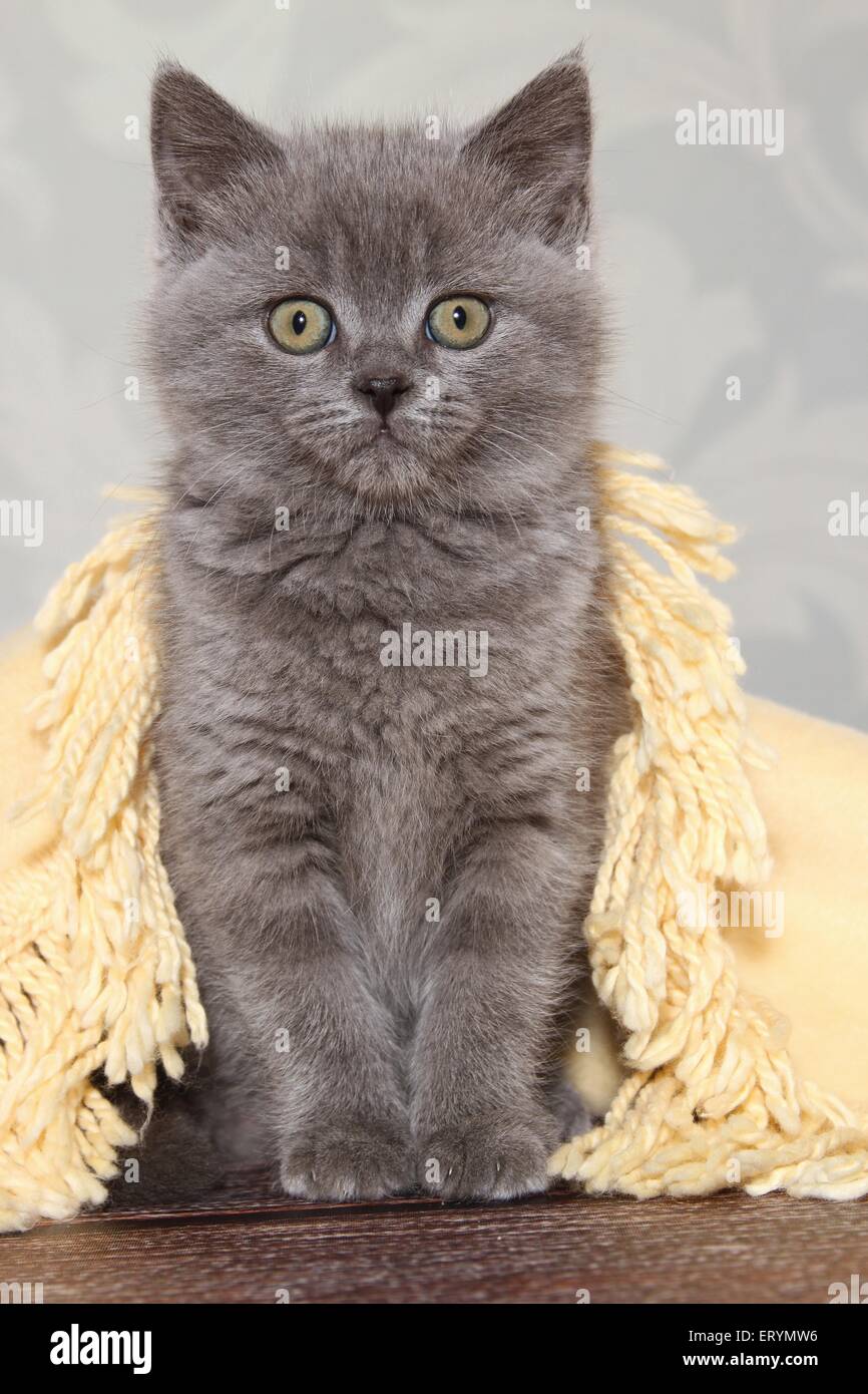sitting British Shorthair Kitten Stock Photo - Alamy