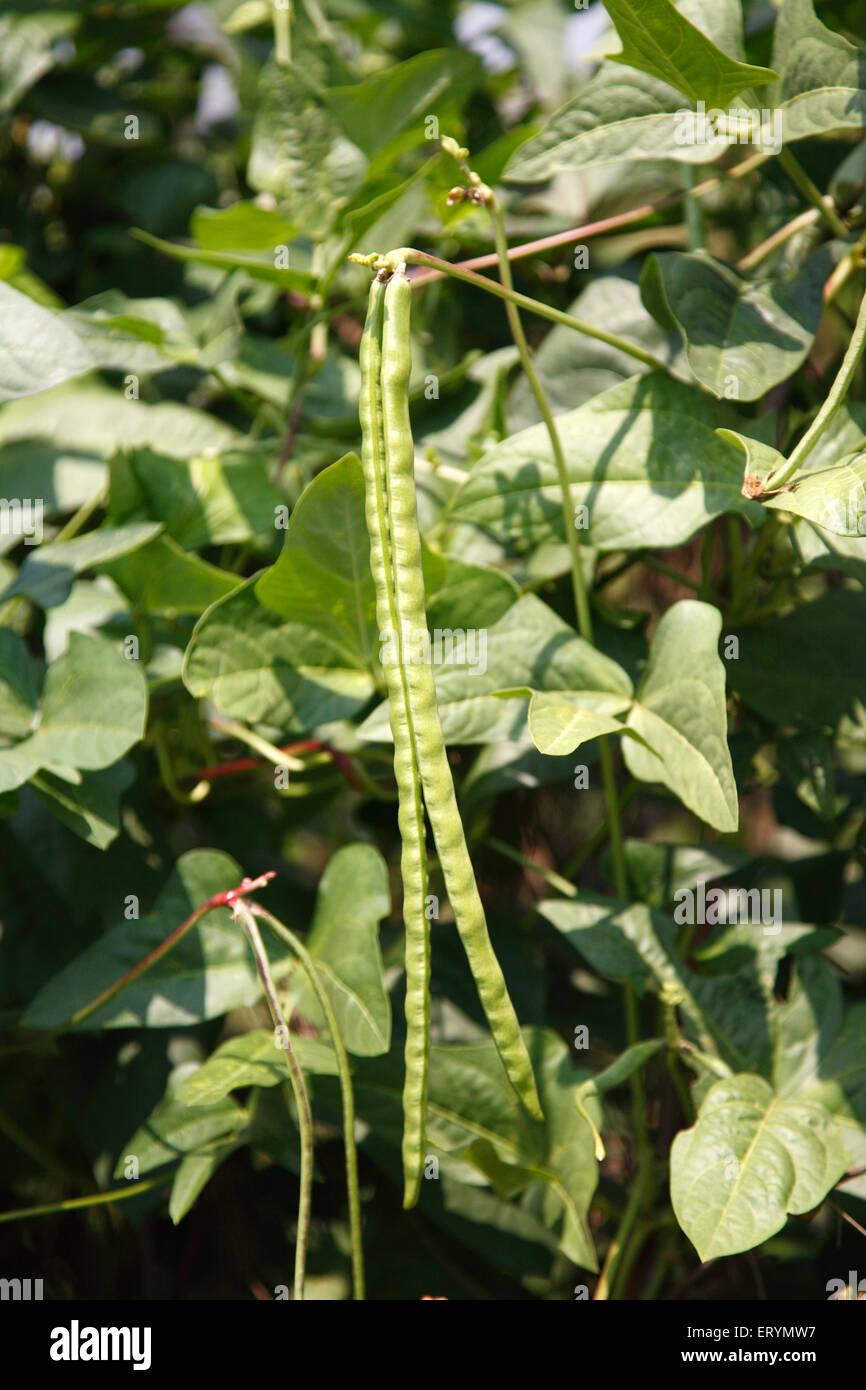 Cowpea beans black eyed beans vigna unguiculata on plant Stock Photo Alamy