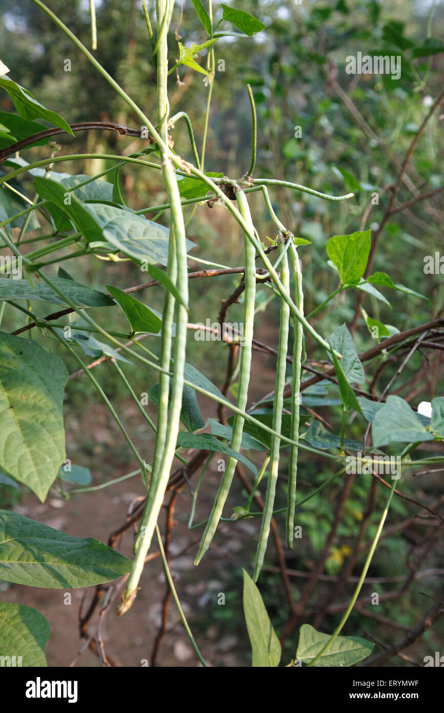 Cowpea beans black eyed beans vigna unguiculata on plant Stock Photo