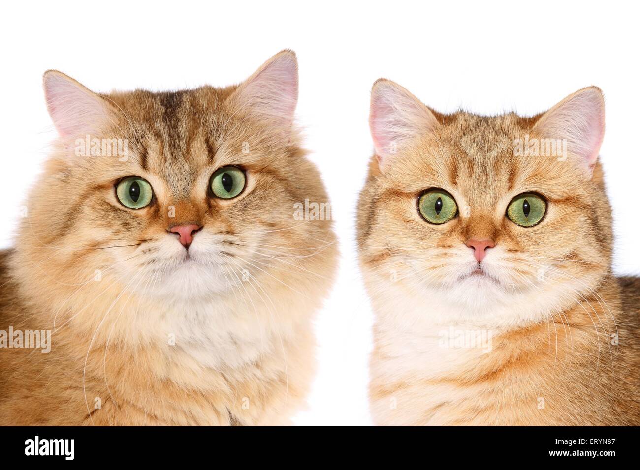 British Longhair Cat Hi Res Stock Photography And Images Alamy