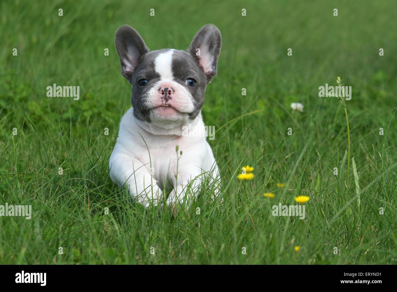 running French Bulldog Puppy Stock Photo Alamy