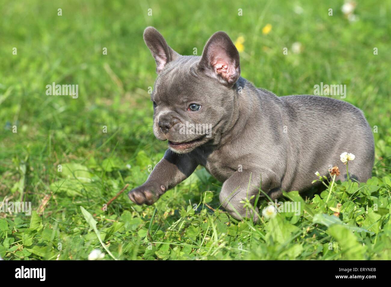 running French Bulldog Puppy Stock Photo Alamy