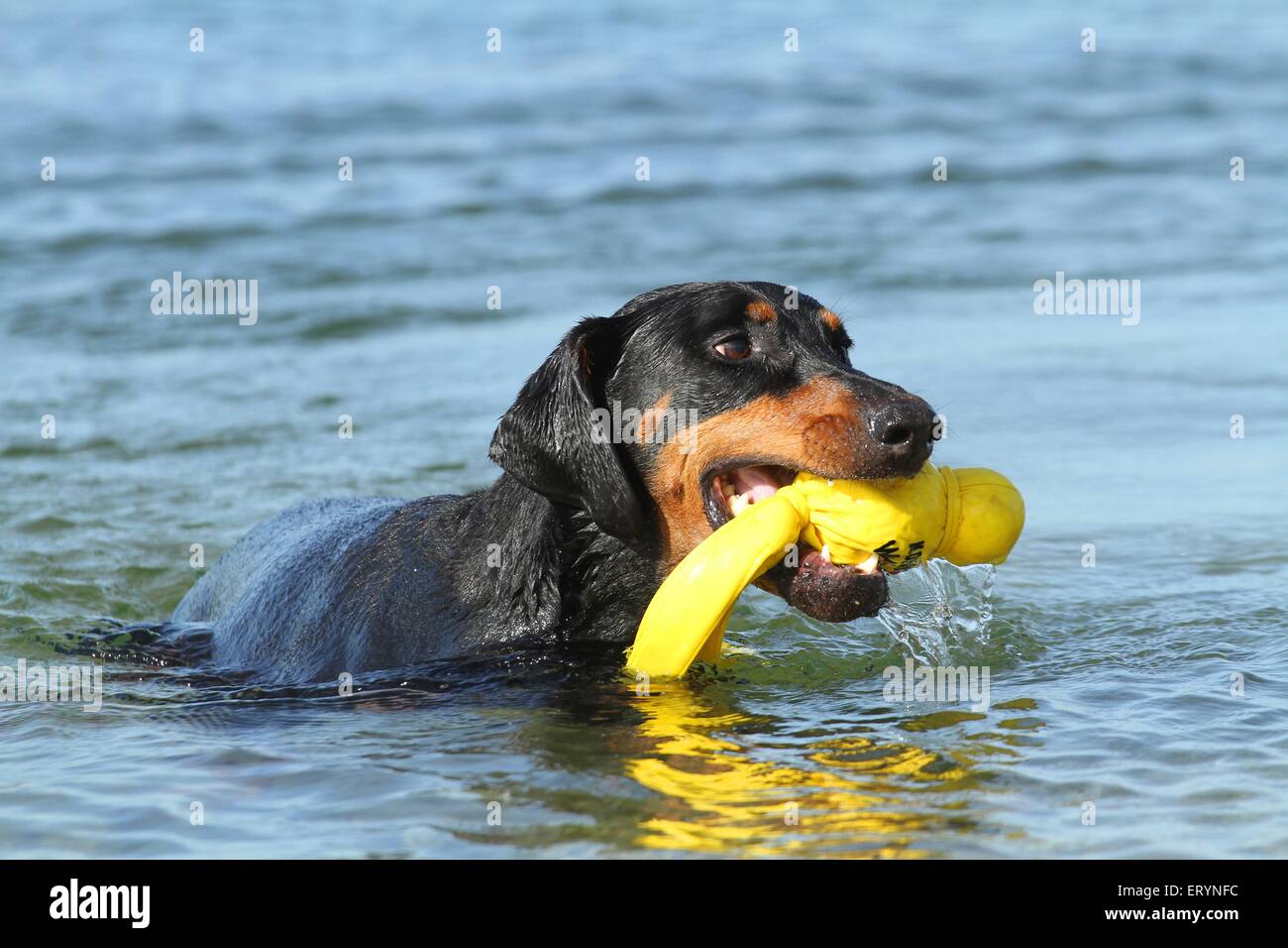 playing Doberman Pinscher Stock Photo - Alamy