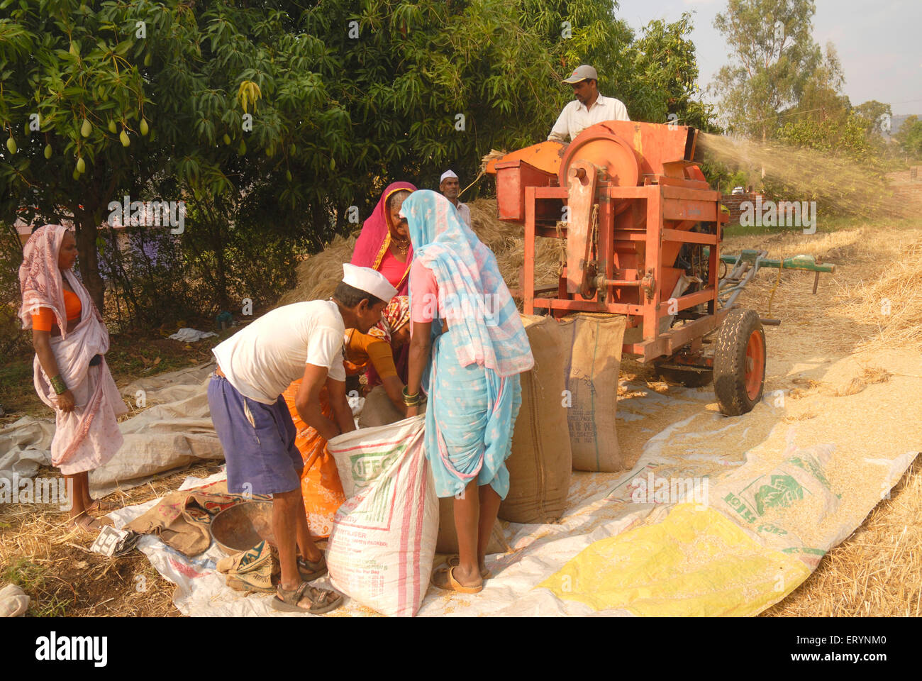 Villagers or farmers husking wheat and filling it gunny bags after harvest at Dimba village ; district Pune Stock Photo