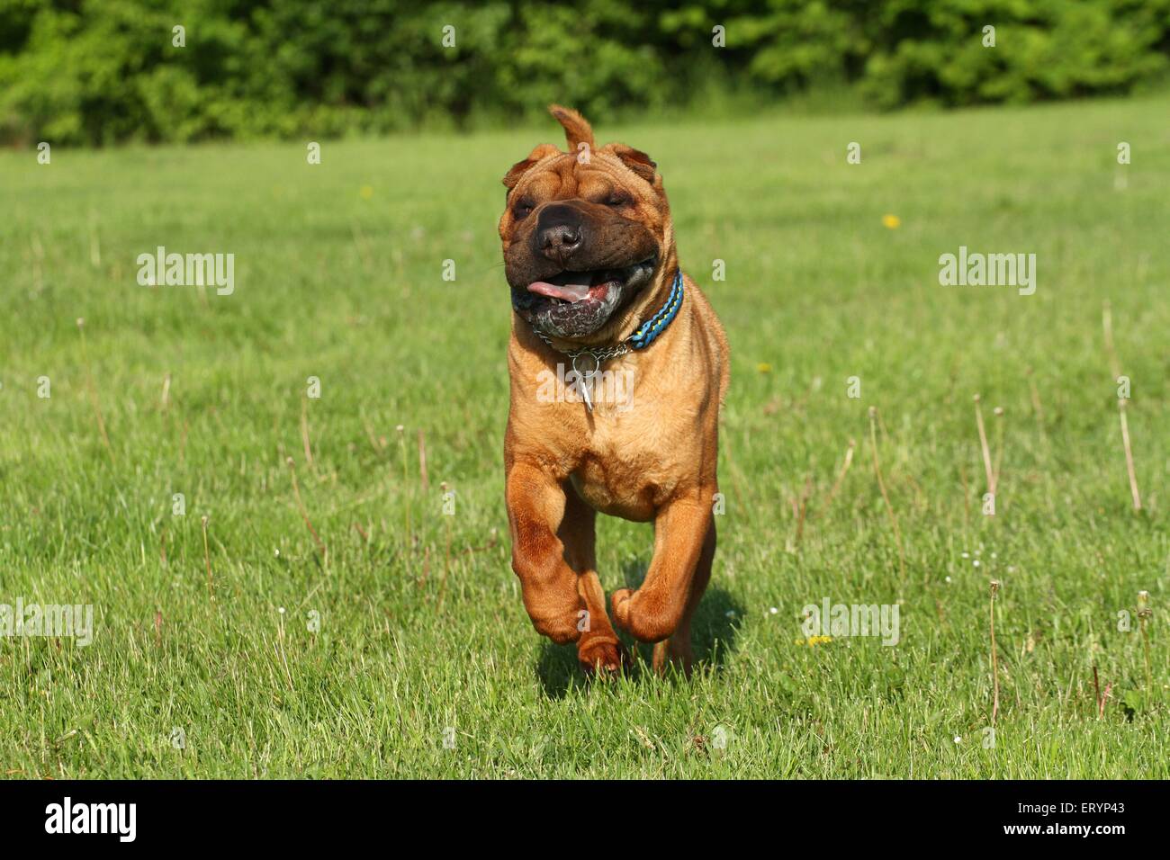running Shar Pei Stock Photo - Alamy