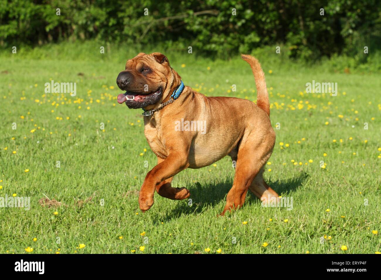 running Shar Pei Stock Photo - Alamy