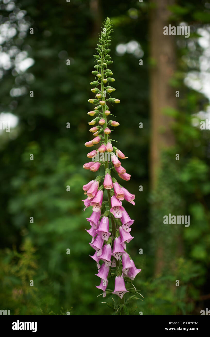 Foxglove in the forest Stock Photo