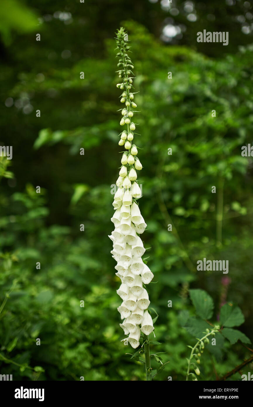 Foxglove in the forest Stock Photo - Alamy
