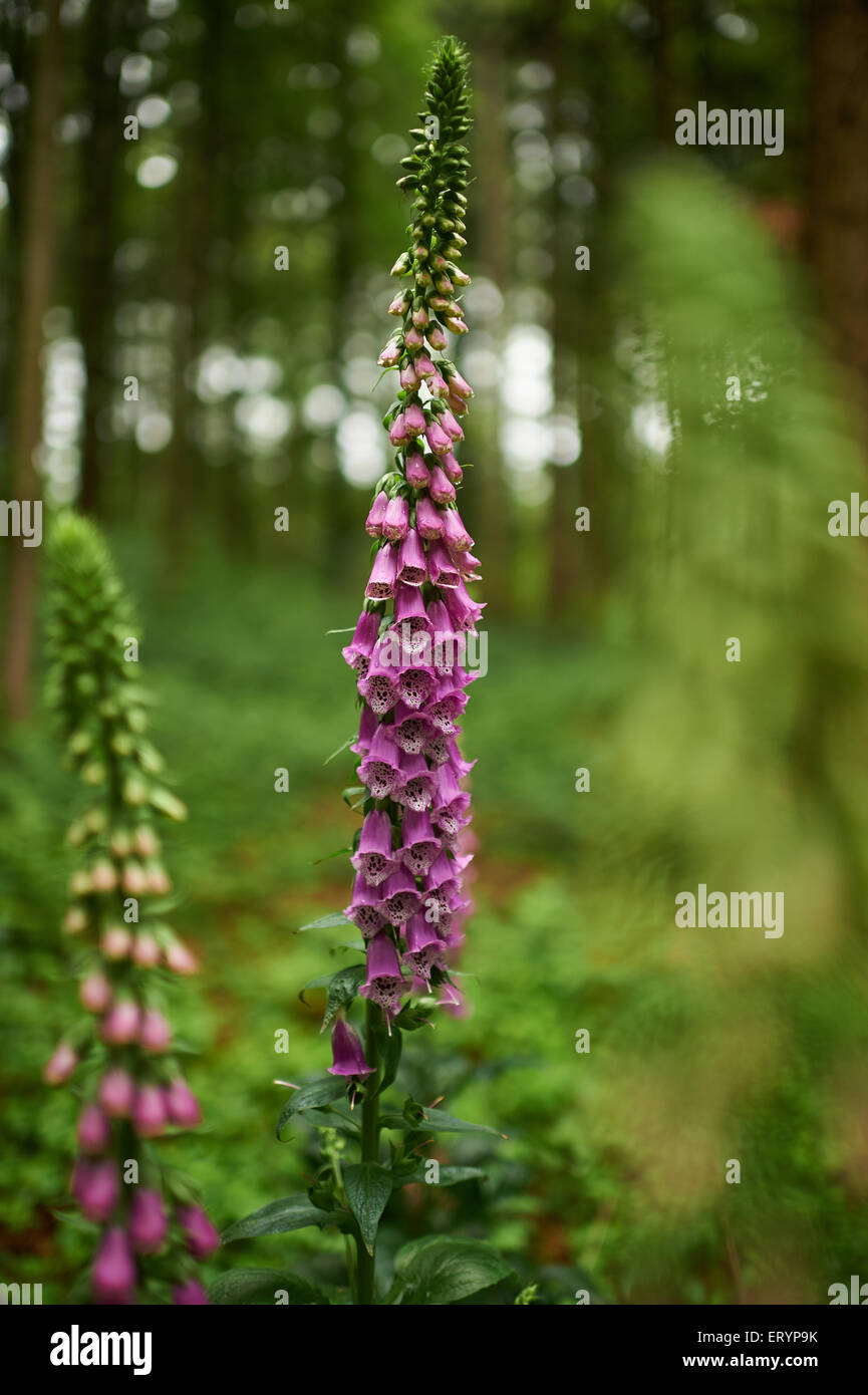 Foxglove in the forest Stock Photo - Alamy