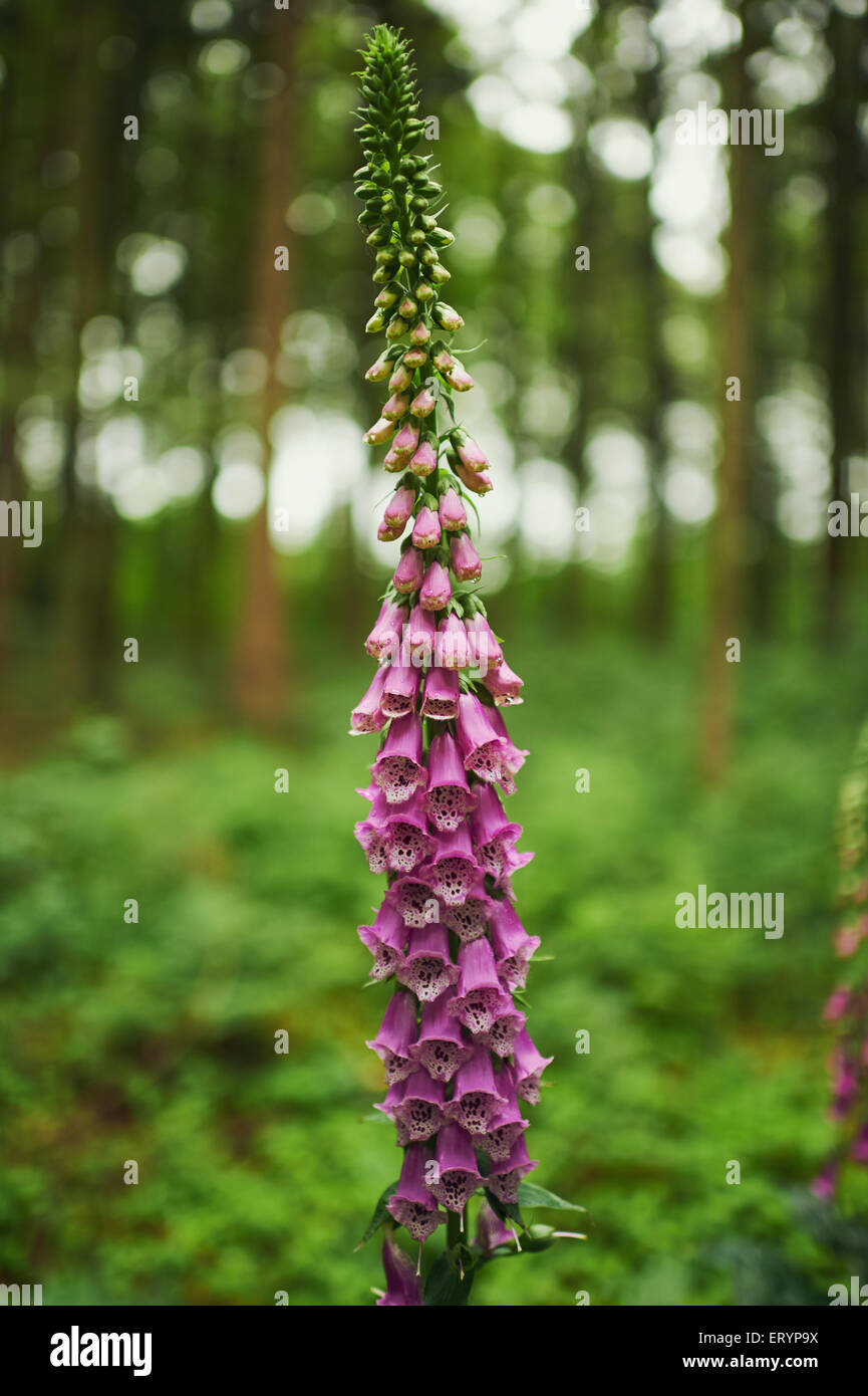 Foxglove in the forest Stock Photo