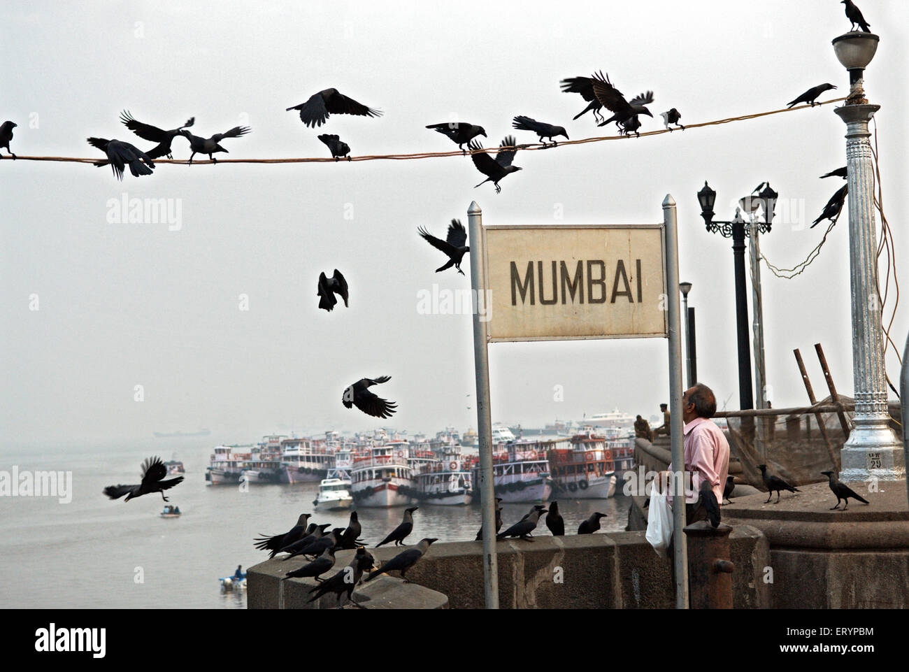 Visitor feed crows near Gateway of India in Bombay Mumbai  ; Maharashtra  ; India 13 December 2008 Stock Photo