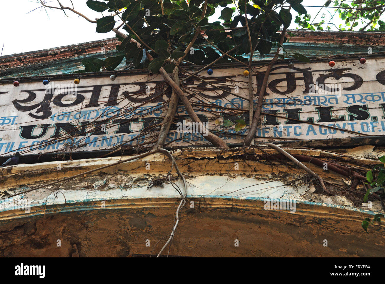 United Mills entrance board , banyan tree growing , Lower Parel , Bombay , Mumbai , Maharashtra , India , Asia Stock Photo