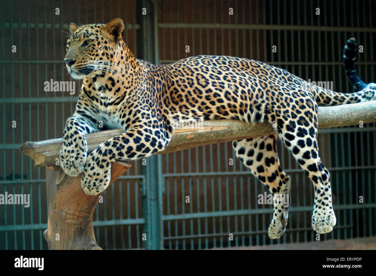 Leopard caged at city zoo called Veermata Jijamata Prani Sangrahalay or Rani Bagh ; Bombay Mumbai ; Maharashtra ; India Stock Photo