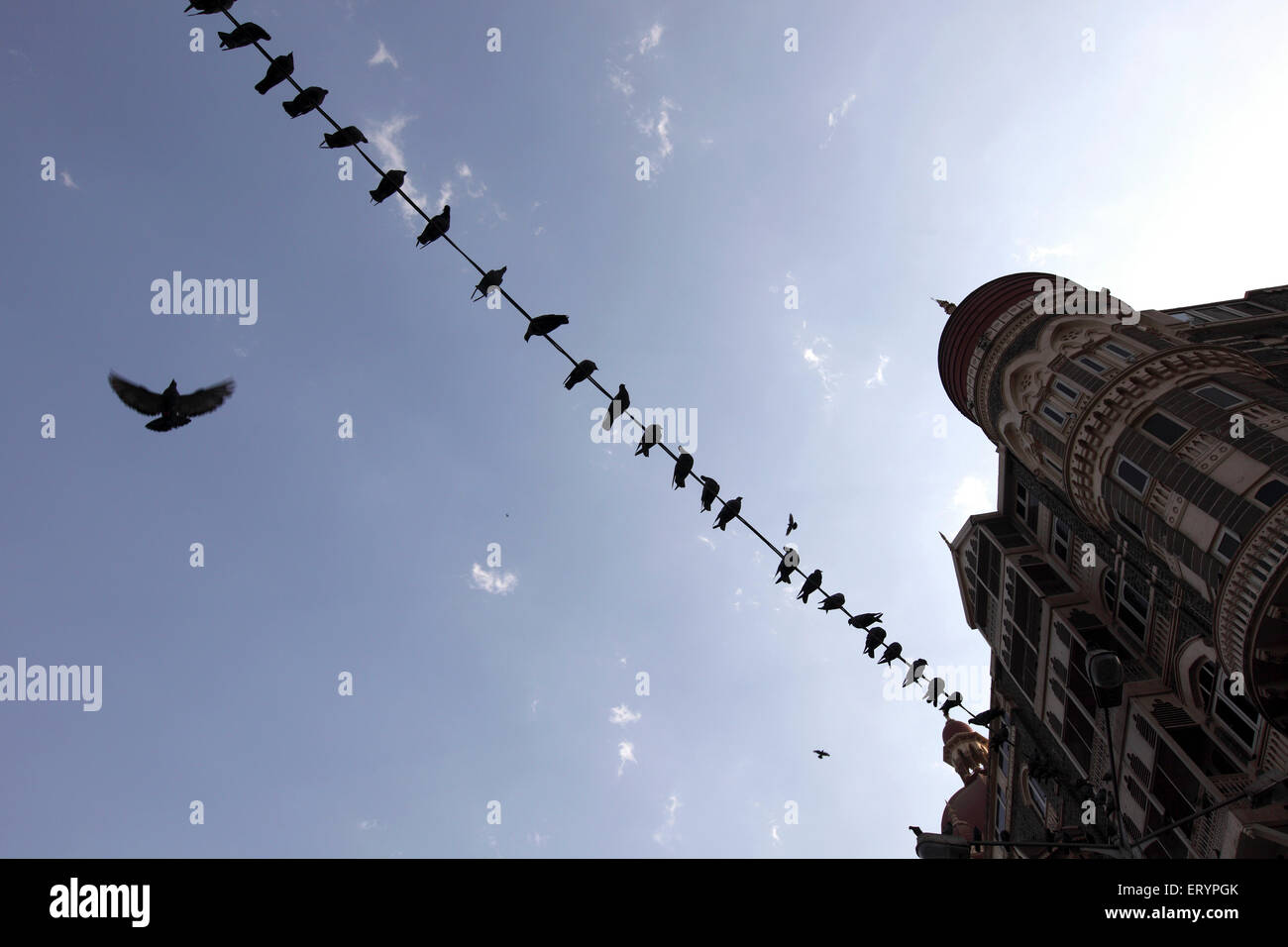 Pigeons perched on wire , Taj Mahal Hotel , Apollo Bunder , Colaba , Bombay , Mumbai ; Maharashtra ; India , asia Stock Photo