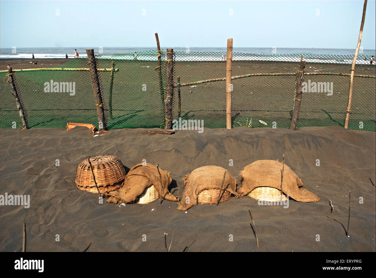 Olive turtle eggs buried under sand for hatching , Taj village , Velas beach , Ratnagiri  ; Maharashtra  ; India , asia Stock Photo