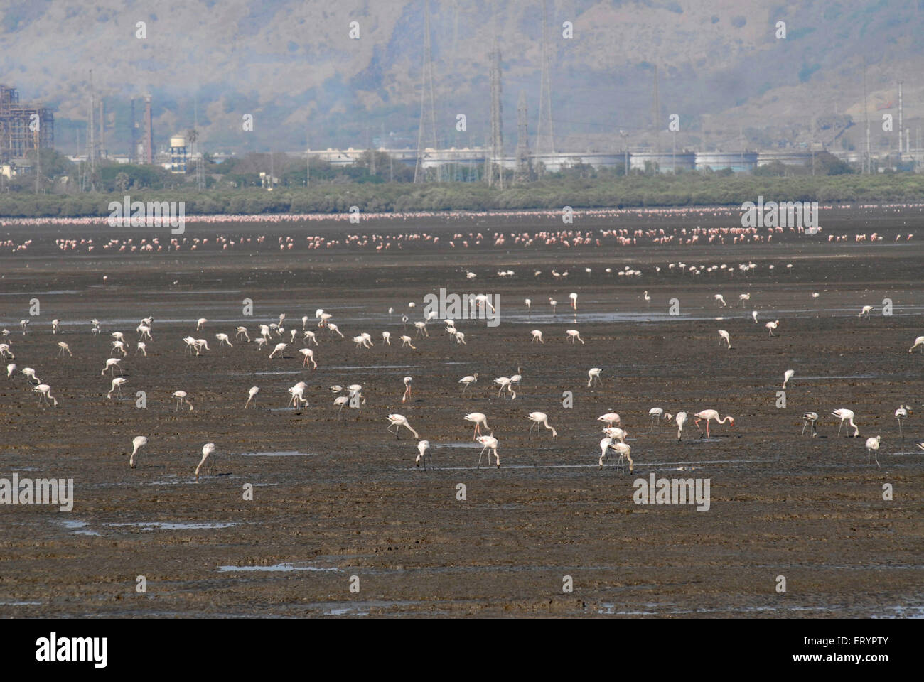 Lesser flamingo birds , Sewri Mangrove Park , Sewree Flamingo Point , Bombay , Mumbai ; Maharashtra ; India , asia Stock Photo