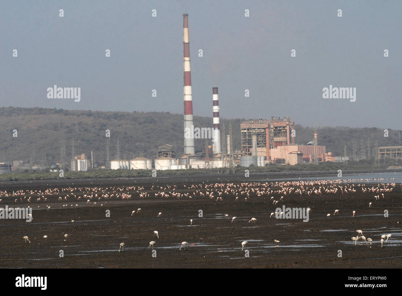 Oil and petroleum factory , Lesser flamingo birds , Sewri Mangrove Park , Sewree Flamingo Point , Bombay , Mumbai ; Maharashtra ; India , asia Stock Photo