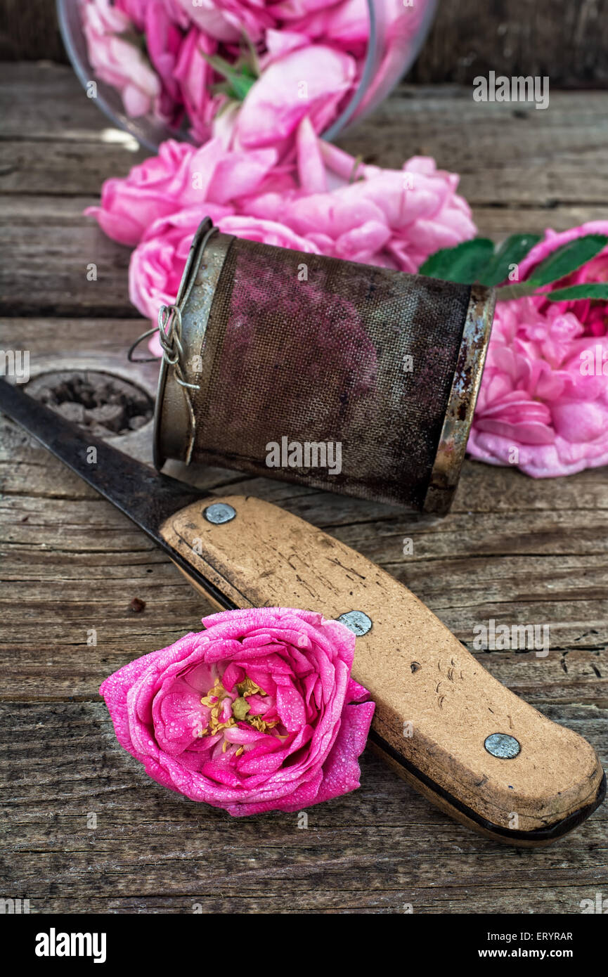 the harvest tea roses tea.The image is tinted Stock Photo Alamy