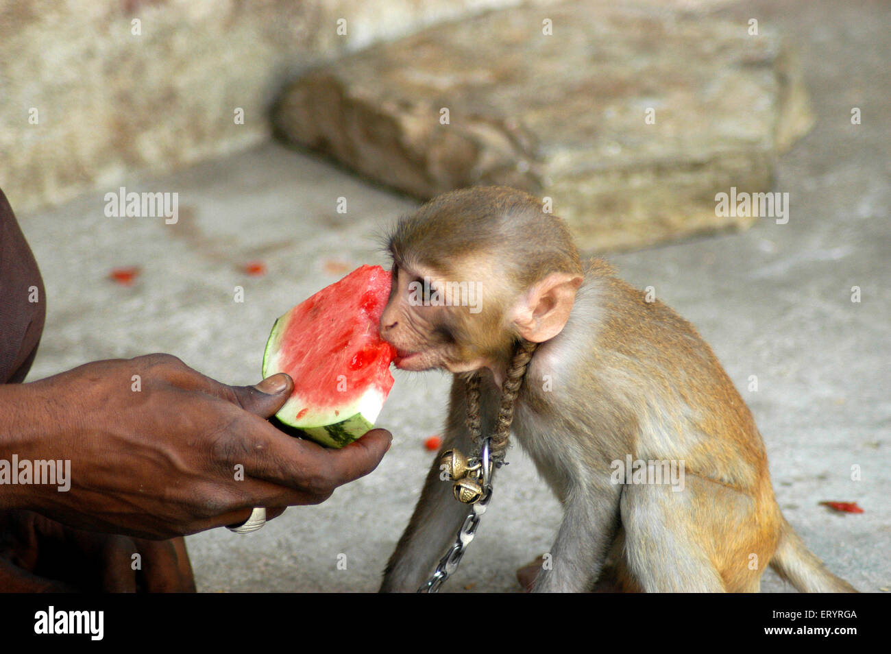 Man feeding monkey watermelon fruit , Hyderabad , Andhra Pradesh , Telangana , India , Asia Stock Photo