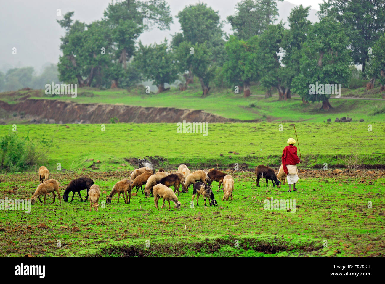 Shepherd with sheep grazing ; Shahapur ; Thane ; Maharashtra ; India , Asia Stock Photo
