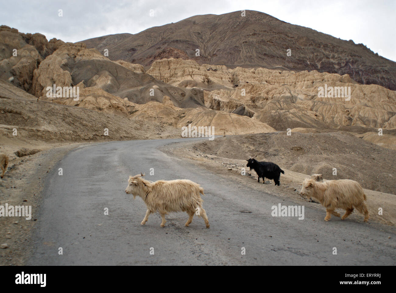 Himalayan goats crossing Leh Kargil road , Leh , Ladakh , Jammu and Kashmir , India , Asia Stock Photo