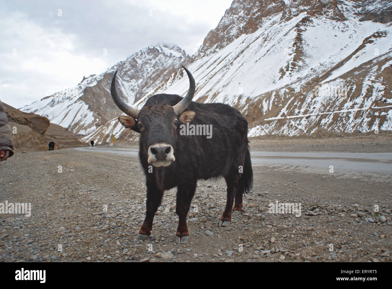 Himalayan yak poephagus grunniens ; Ladakh ; Jammu and Kashmir ; India 10 April 2008 Stock Photo