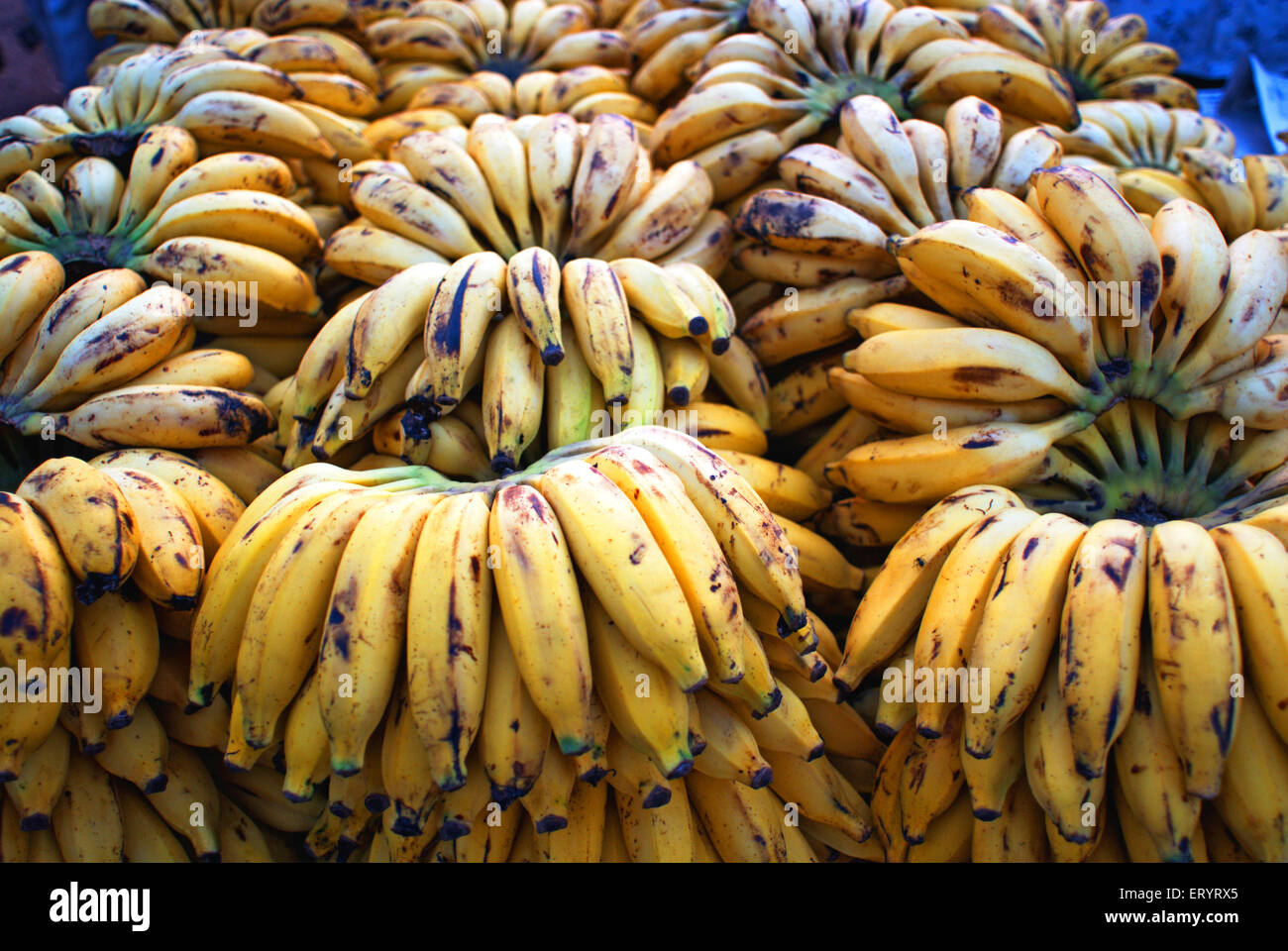 Bananas for sale , genus musa ; Margaon ; Goa ; India , Asia Stock Photo