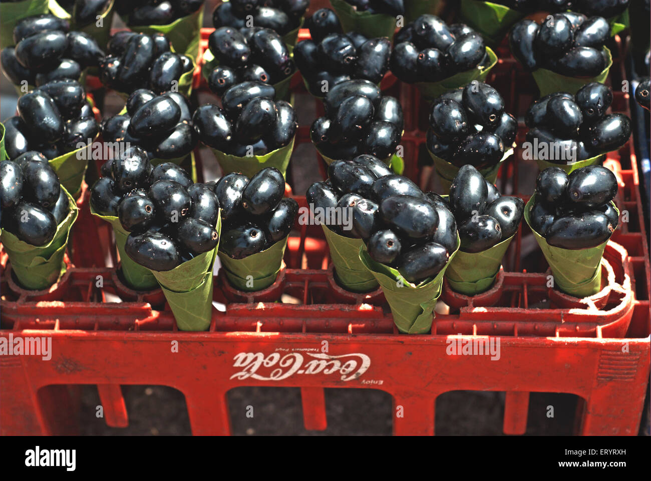 Black plum jamun jambul syzygium cumini ; Goa ; India 8 May 2008 Stock Photo Alamy