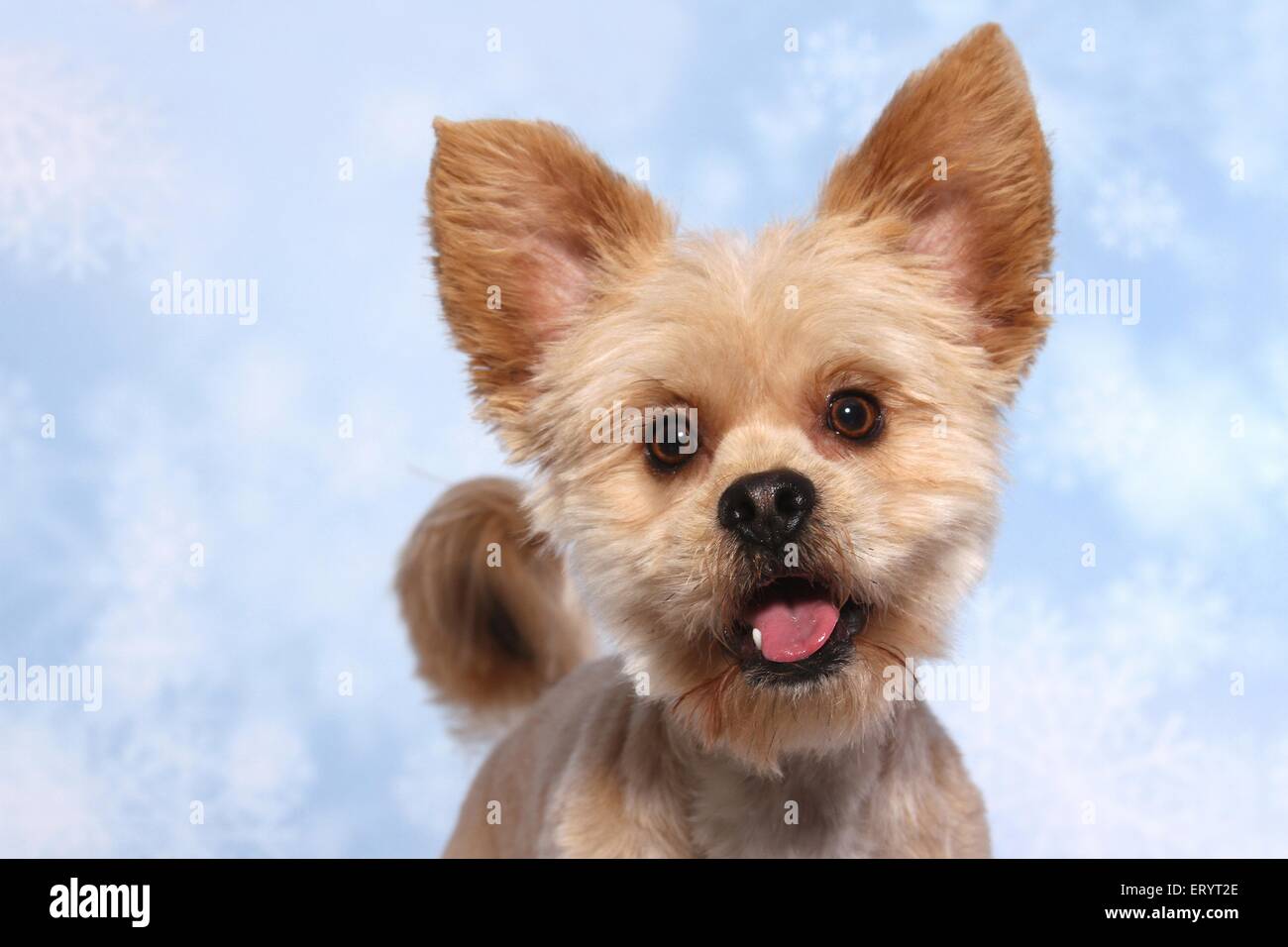 yorkshire terrier mix with shih tzu