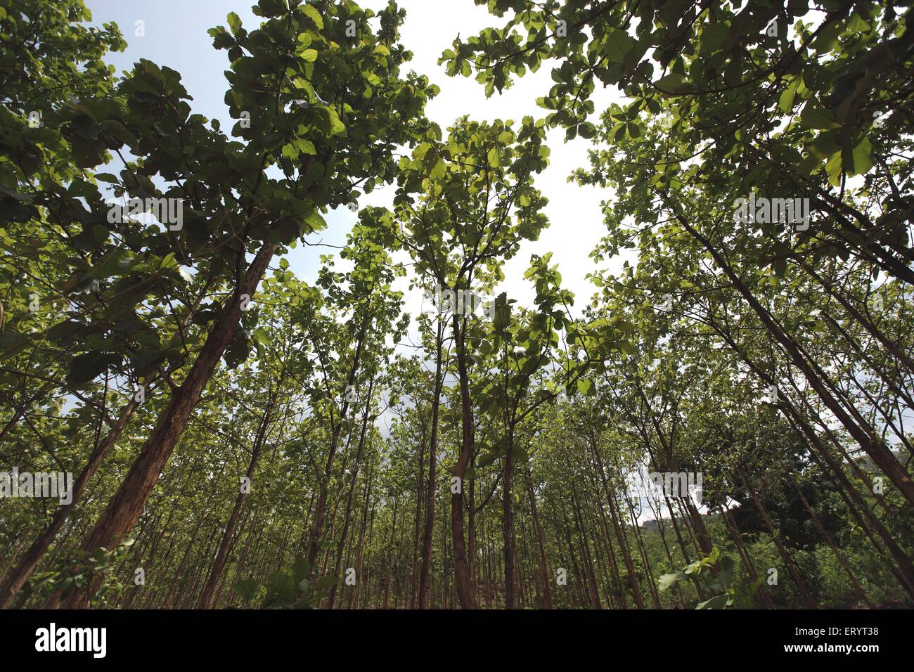Teak forest hires stock photography and images Alamy