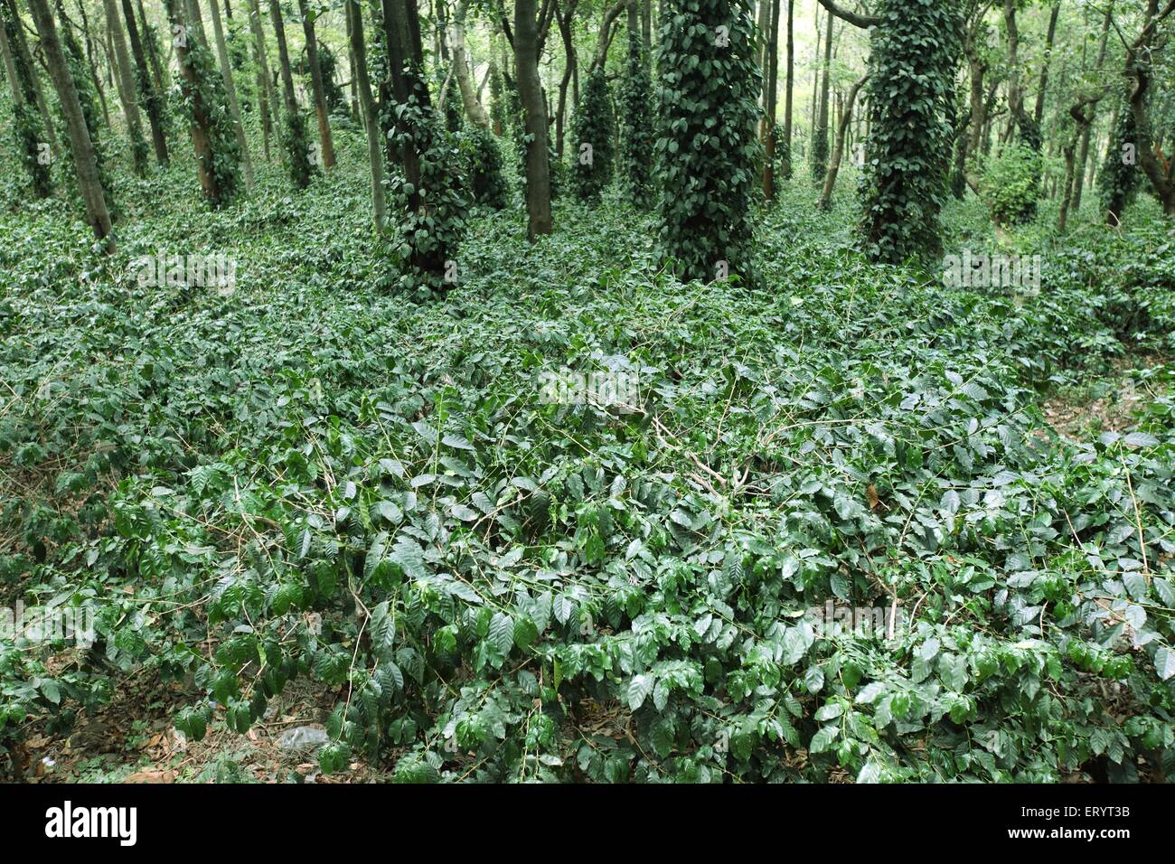 Coffee plantation with silver oak trees , Ananthagiri Hills , Araku