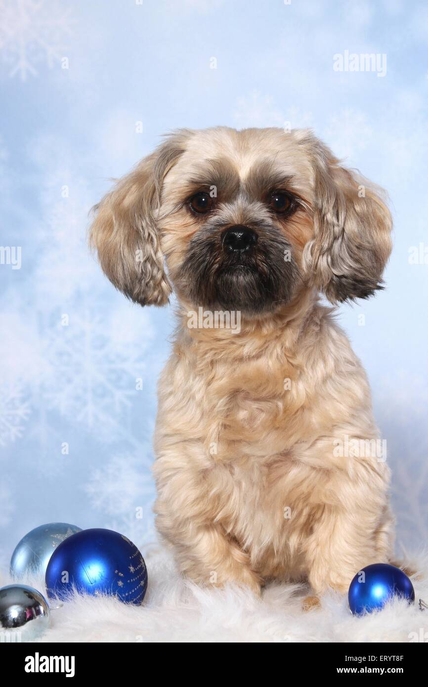 sitting Shih Tzu Stock Photo Alamy