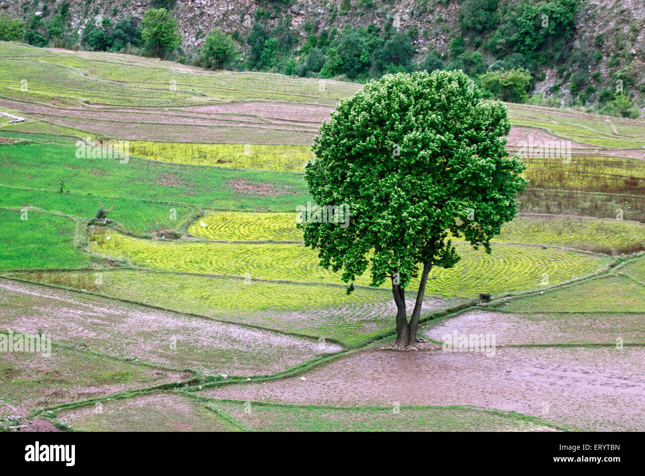 Mustard field ; Uri ; Baramulla district , Jammu and Kashmir ; India