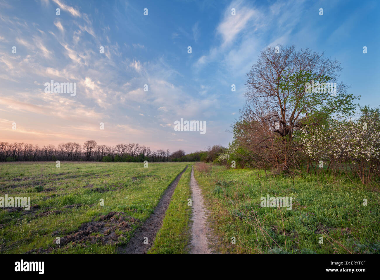 Beautiful sunset. Spring landscape with trail, trees, blue sky and ...