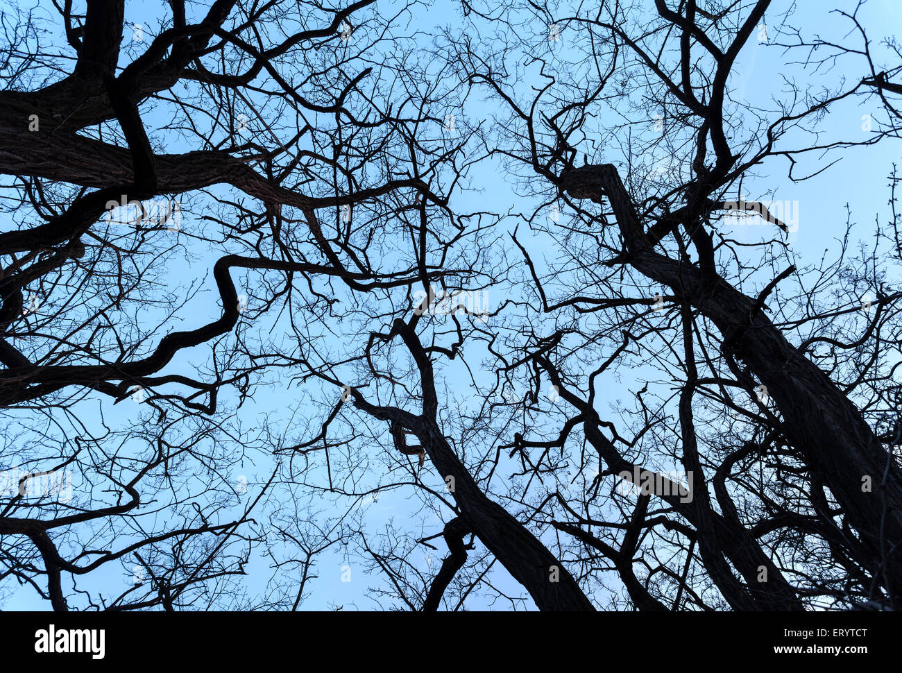 Silhouettes tree branches with sky. Sunset in forest. Background for design Stock Photo