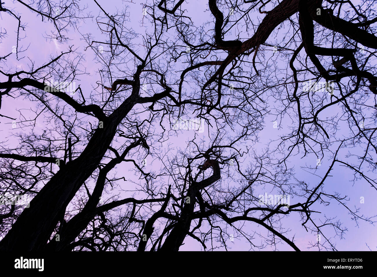 Silhouettes tree branches with sky. Sunset in forest. Background for design Stock Photo