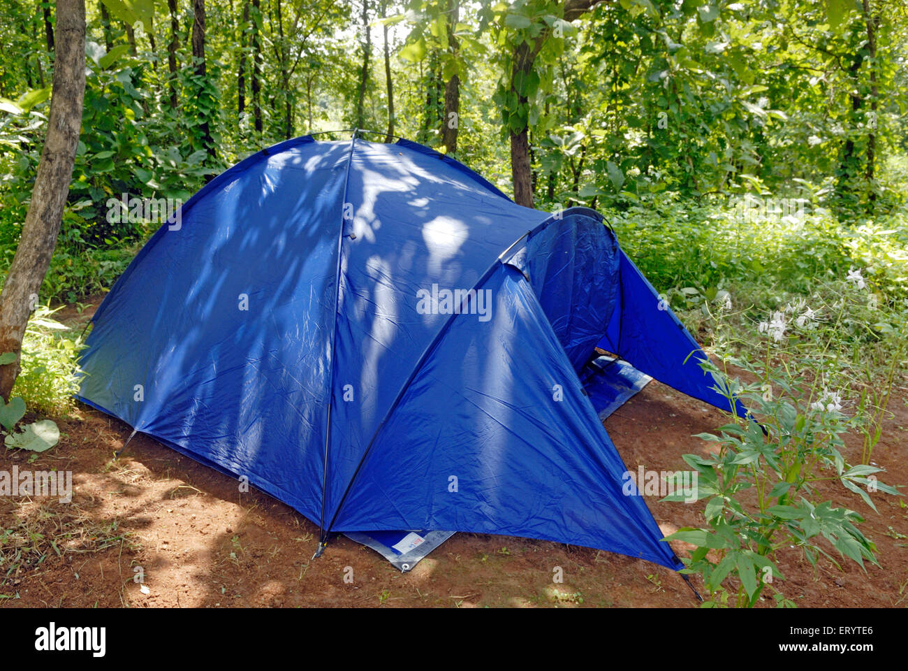 Tent at organic farm ; Karjat ; Bombay Mumbai ; Maharashtra ; India. Stock Photo