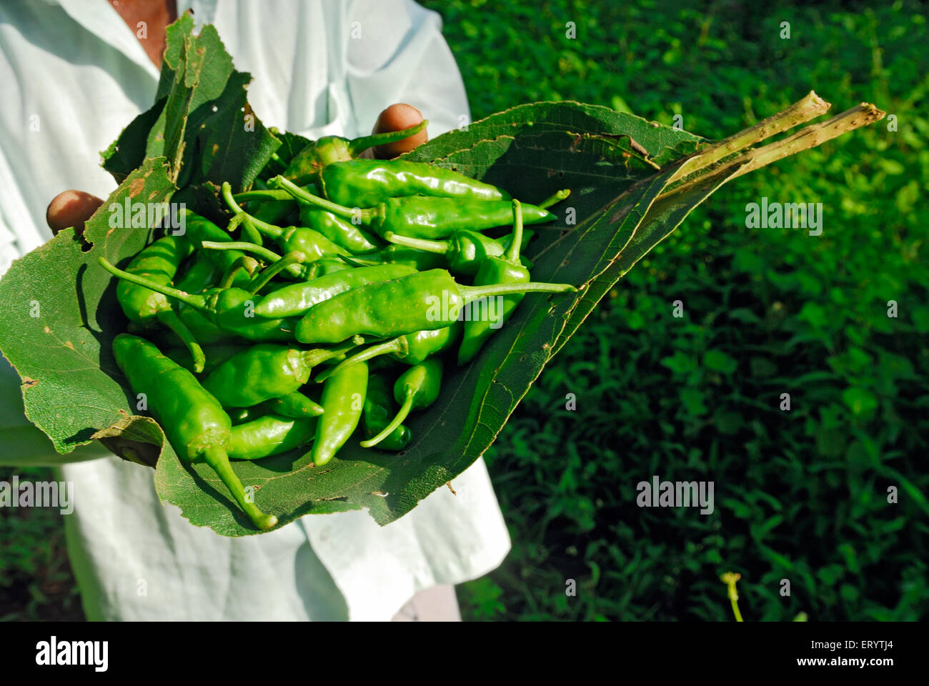 Green chilli karjat Bombay Mumbai ; Maharashtra ; India Stock Photo Alamy