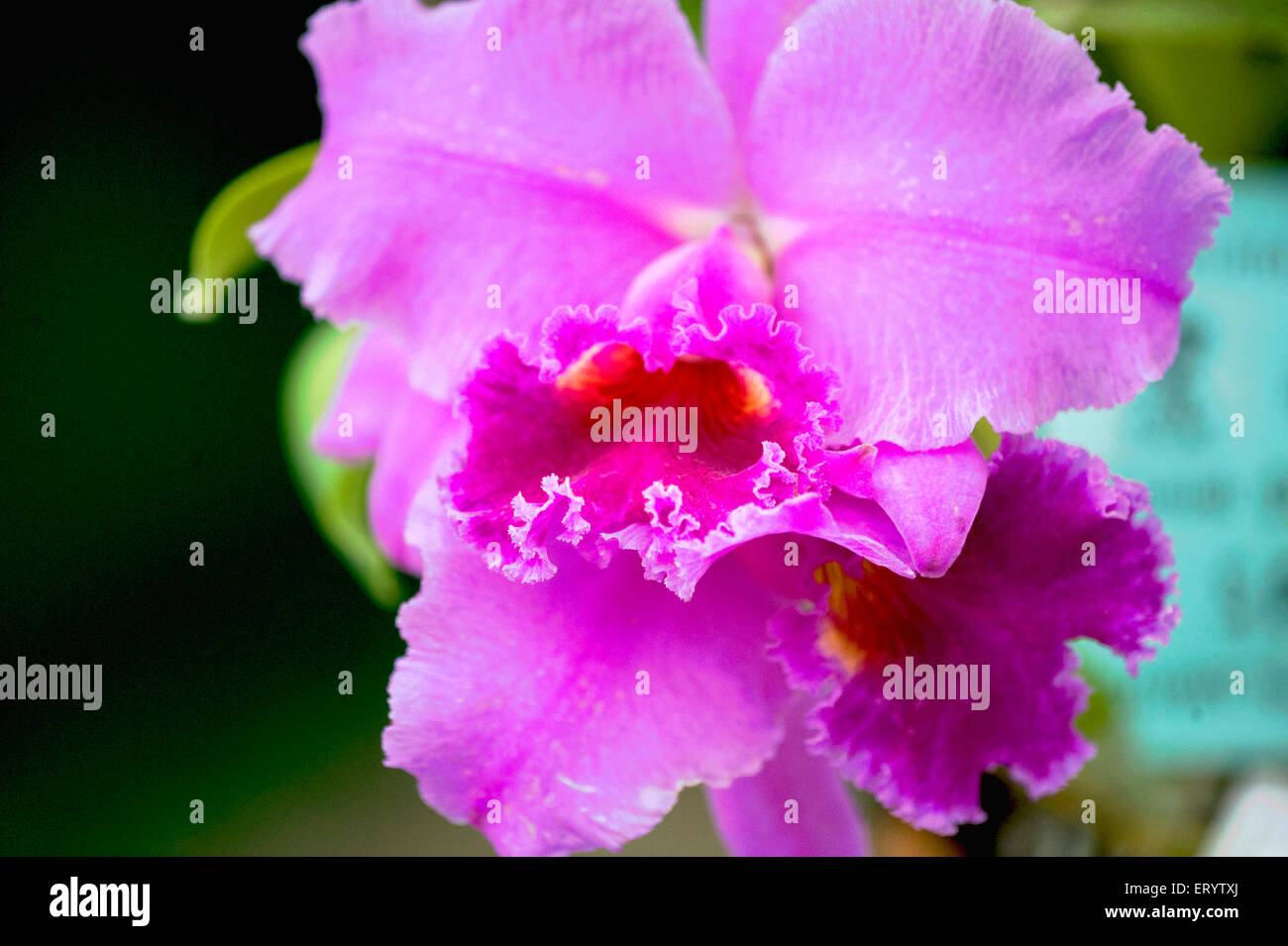 Cattleya Daniris, orchid, La Tuilerie, West Bengal, India, Asia Stock Photo