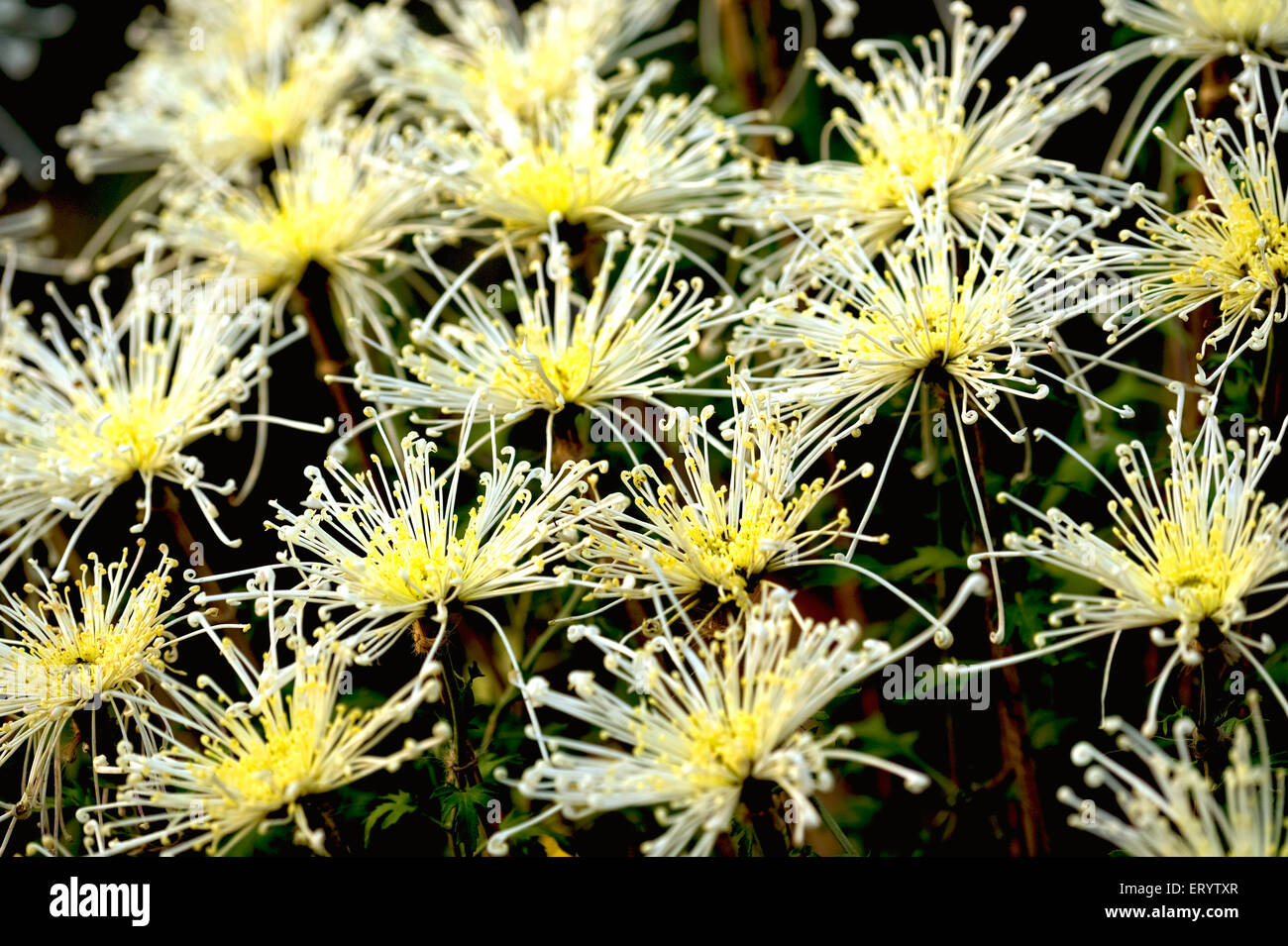 Spider Chrysanthemum Flower, West Bengal, India, Asia Stock Photo
