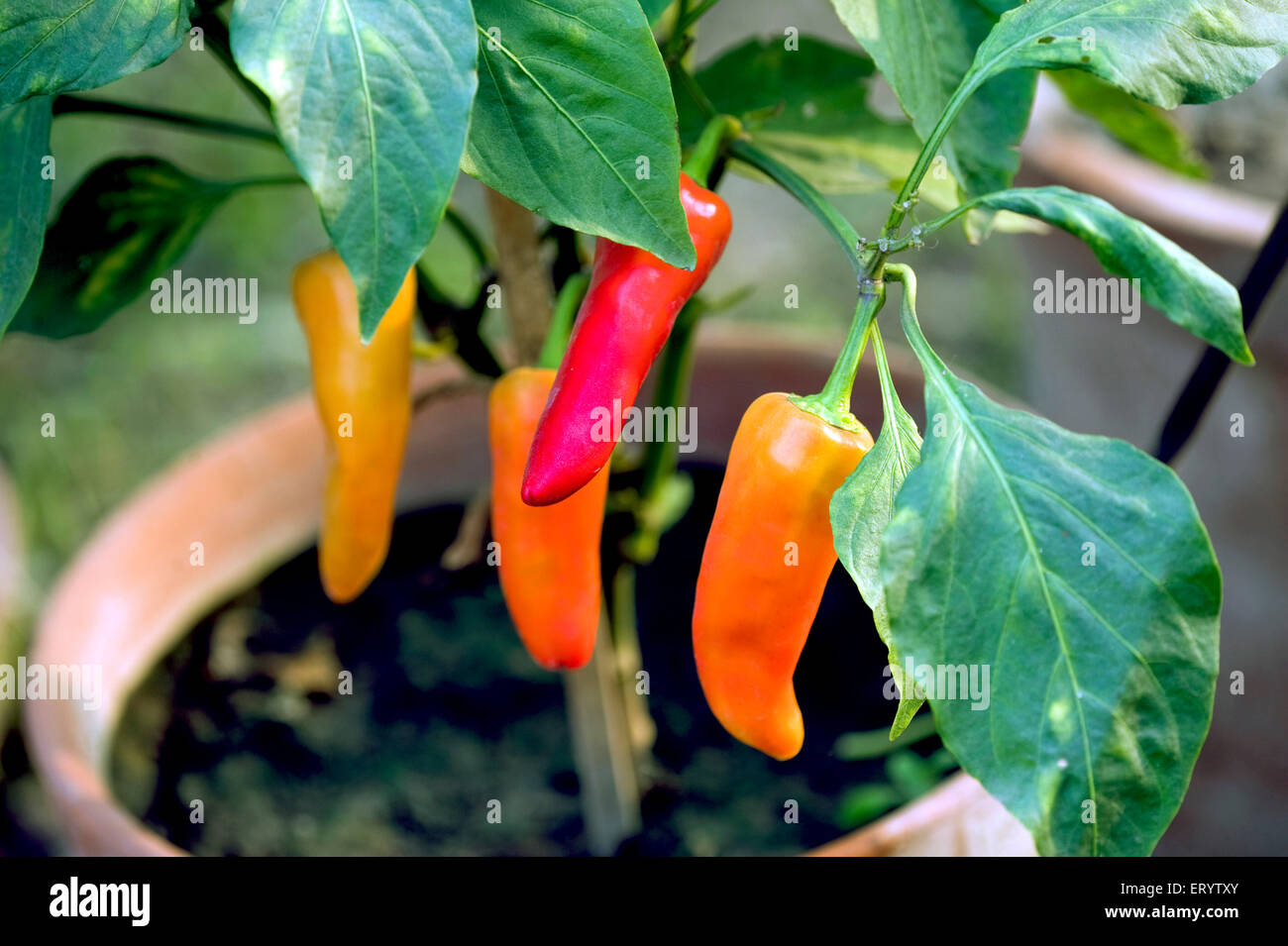 Red chili plant, Fruit and vegetable show, Calcutta, Kolkata, West Bengal, India, Asia Stock Photo