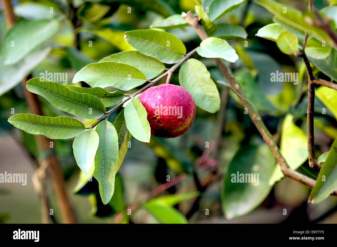 Guava fruit tree, Fruit show, Calcutta, Kolkata, West Bengal, India, Asia Stock Photo